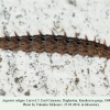 argynnis adippe daghestan larva l5 2